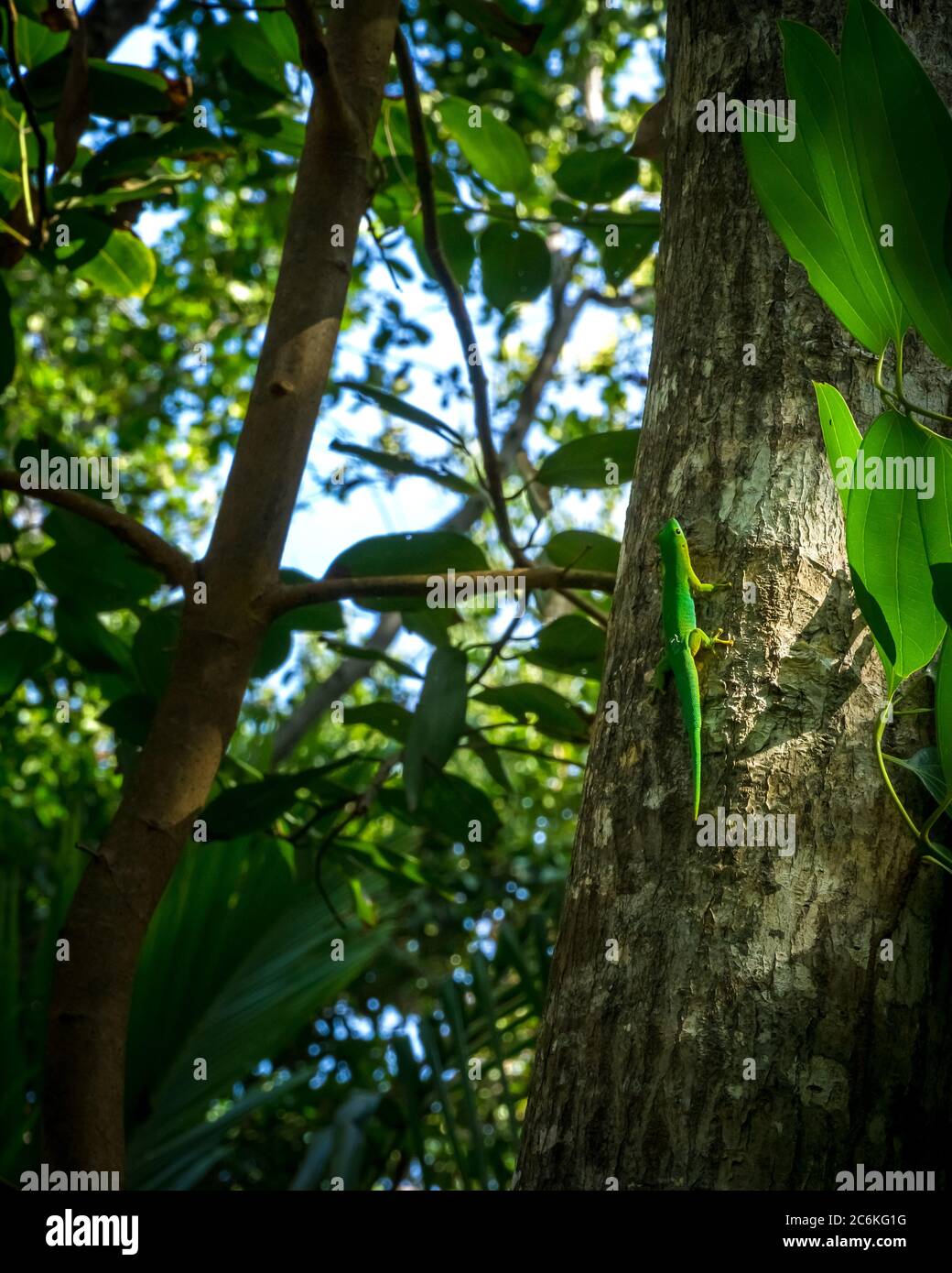green tropical lizard on a tree in natural environment Stock Photo - Alamy