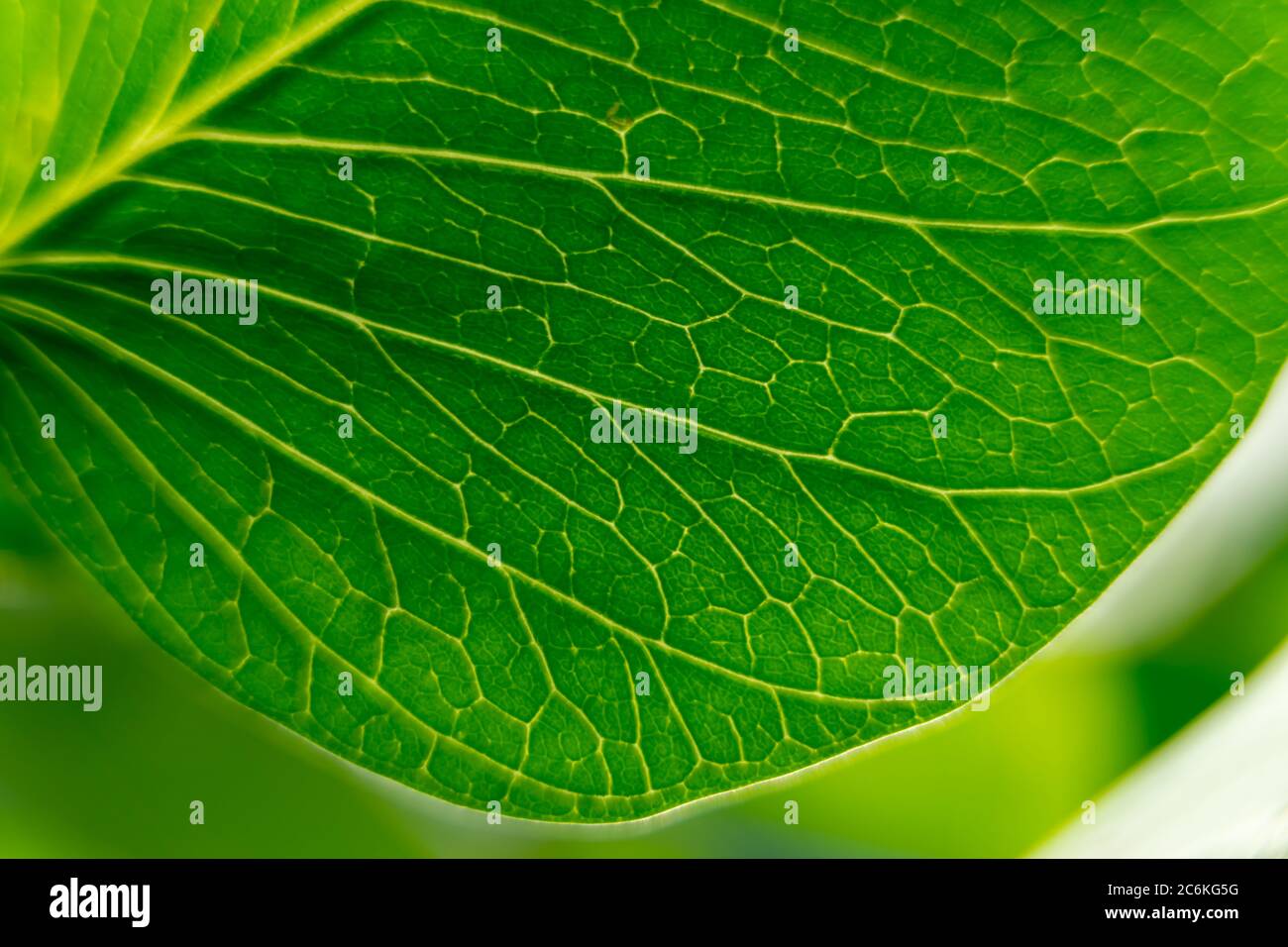 Fresh green leaves shaping on a beautiful background. abstract green tropical leaf texture Stock Photo