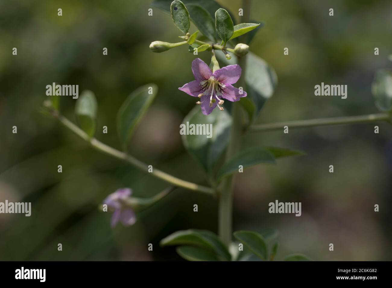 Goji berry or wolfberry (Lycium barbarum) Stock Photo