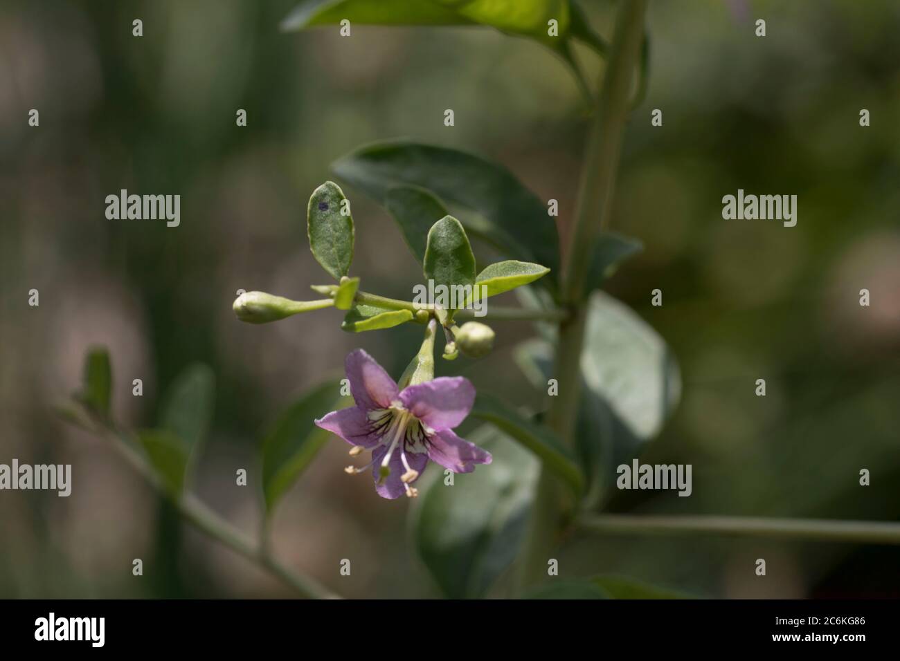 Goji berry or wolfberry (Lycium barbarum) Stock Photo