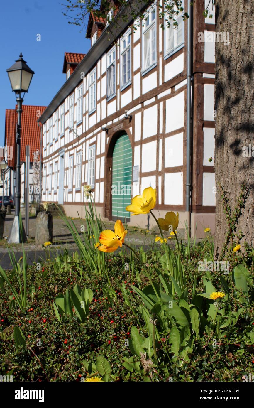 A half-timbered house in the small town Lügde with yellow flowers in spring. Stock Photo