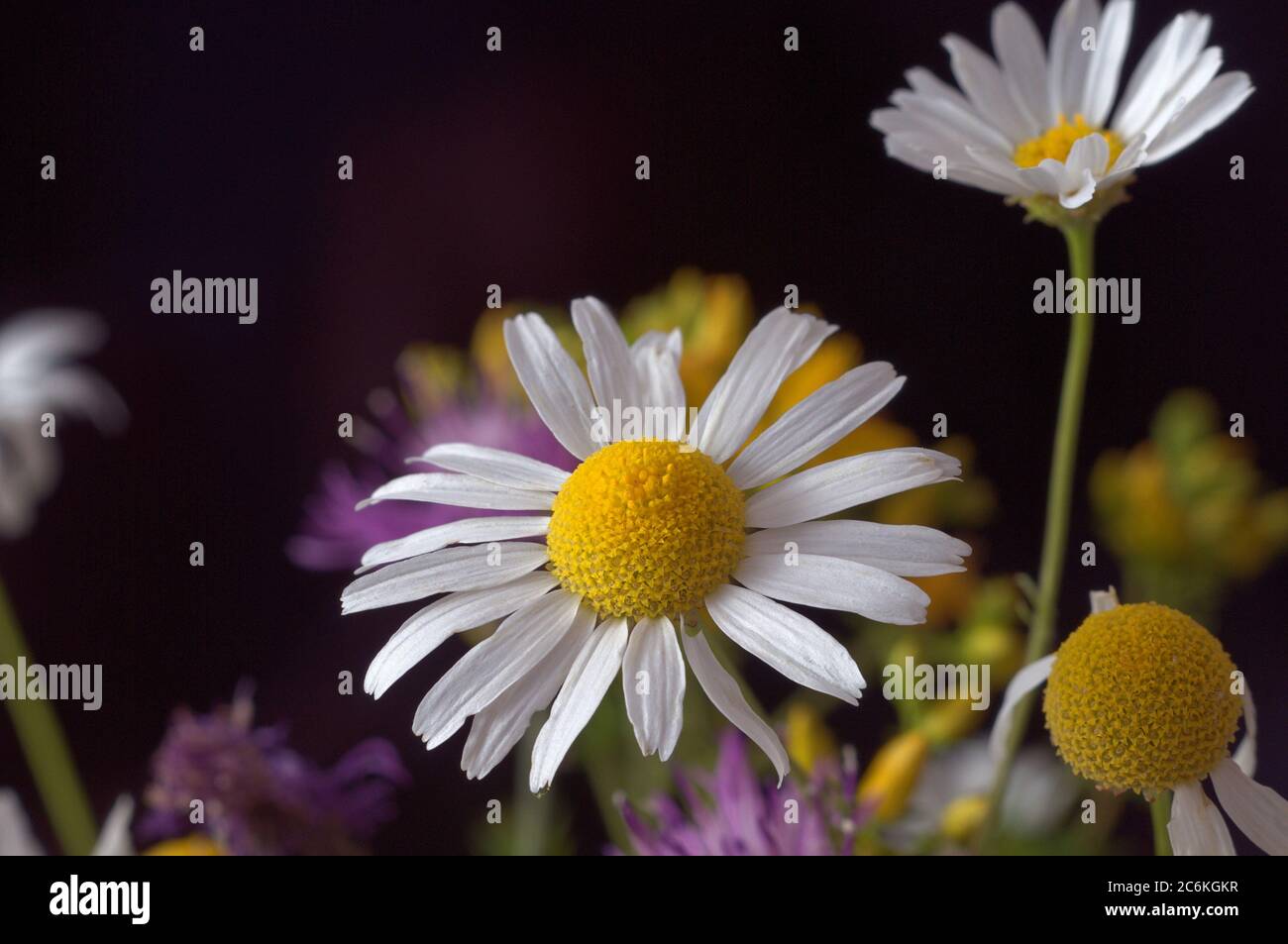 colorful bouquet of wild grasses and flowers in a small vase on a black background,Leucanthemum vulgare Lam Stock Photo