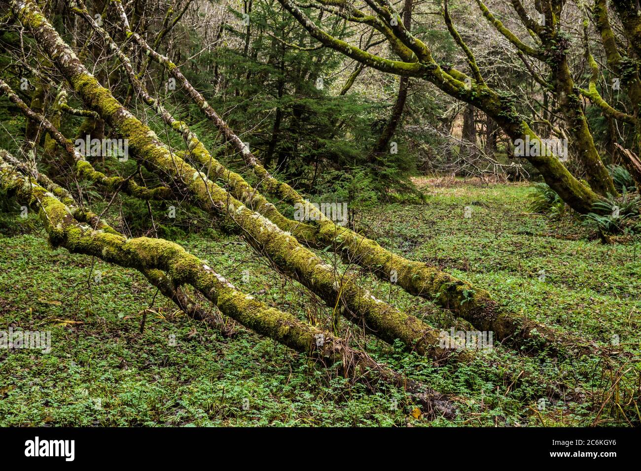 Mossy Trees, Ecola State Park, Oregon, USA. Stock Photo