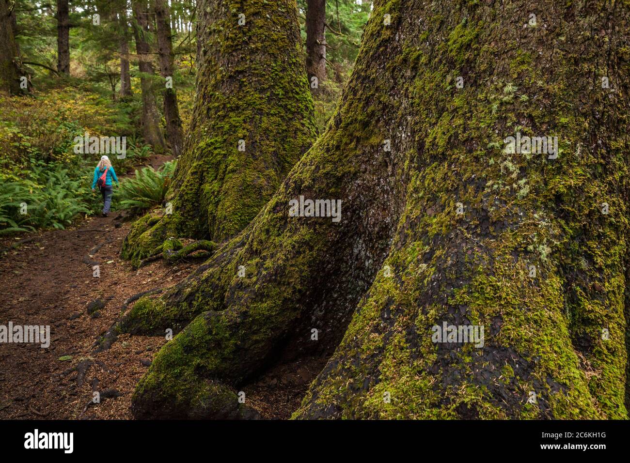 A woman hikes the Indian Beach trail in Ecola State Park, past a few old growth trees, Oregon, USA Stock Photo