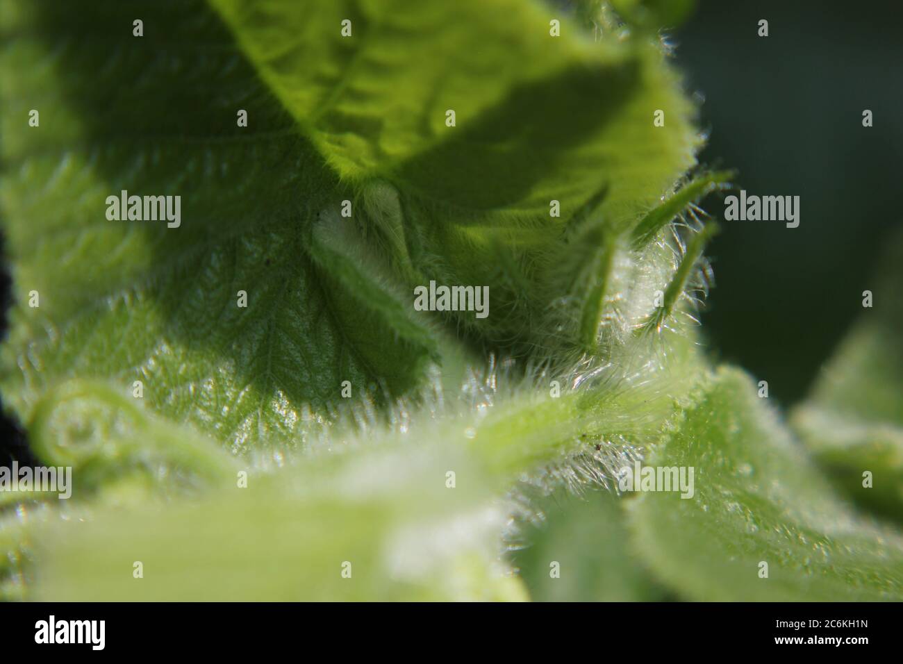 Closeup of a common pumpkin plant leaf growing in the backyard vegetable garden. Stock Photo