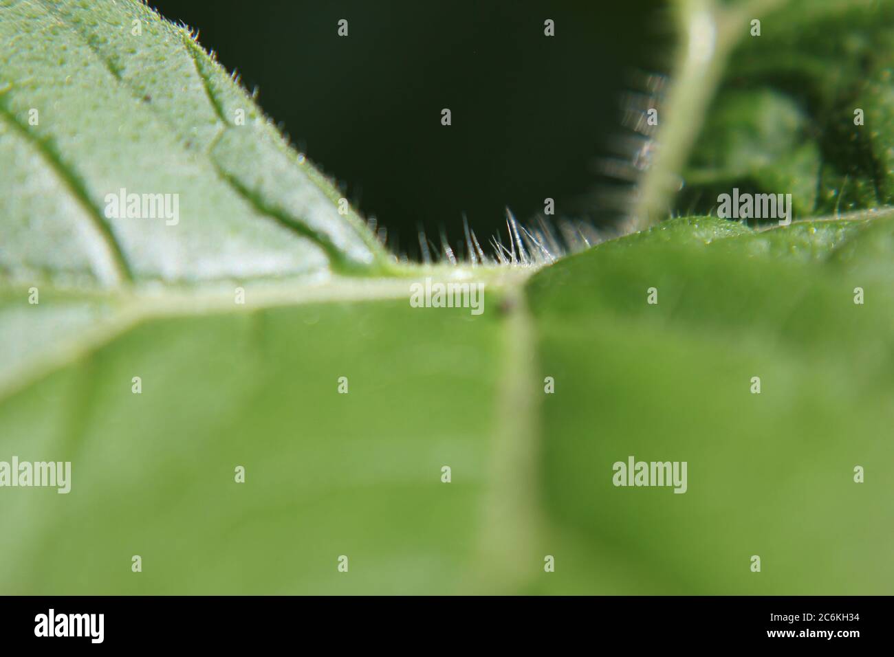 Closeup Of A Common Pumpkin Plant Leaf Growing In The Backyard Closeup of a common pumpkin plant leaf growing in the backyard