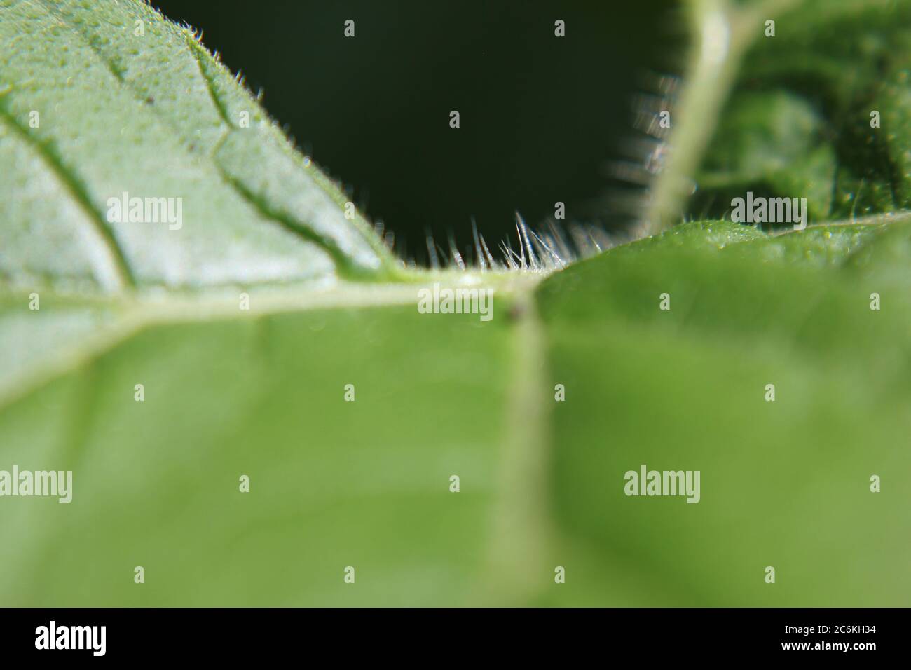 Closeup of a common pumpkin plant leaf growing in the backyard vegetable garden. Stock Photo