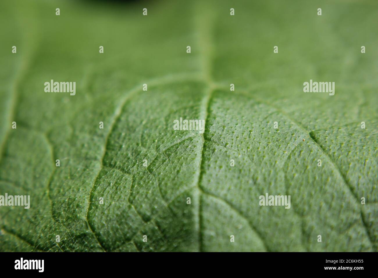 Closeup of a common pumpkin plant leaf growing in the backyard vegetable garden. Stock Photo