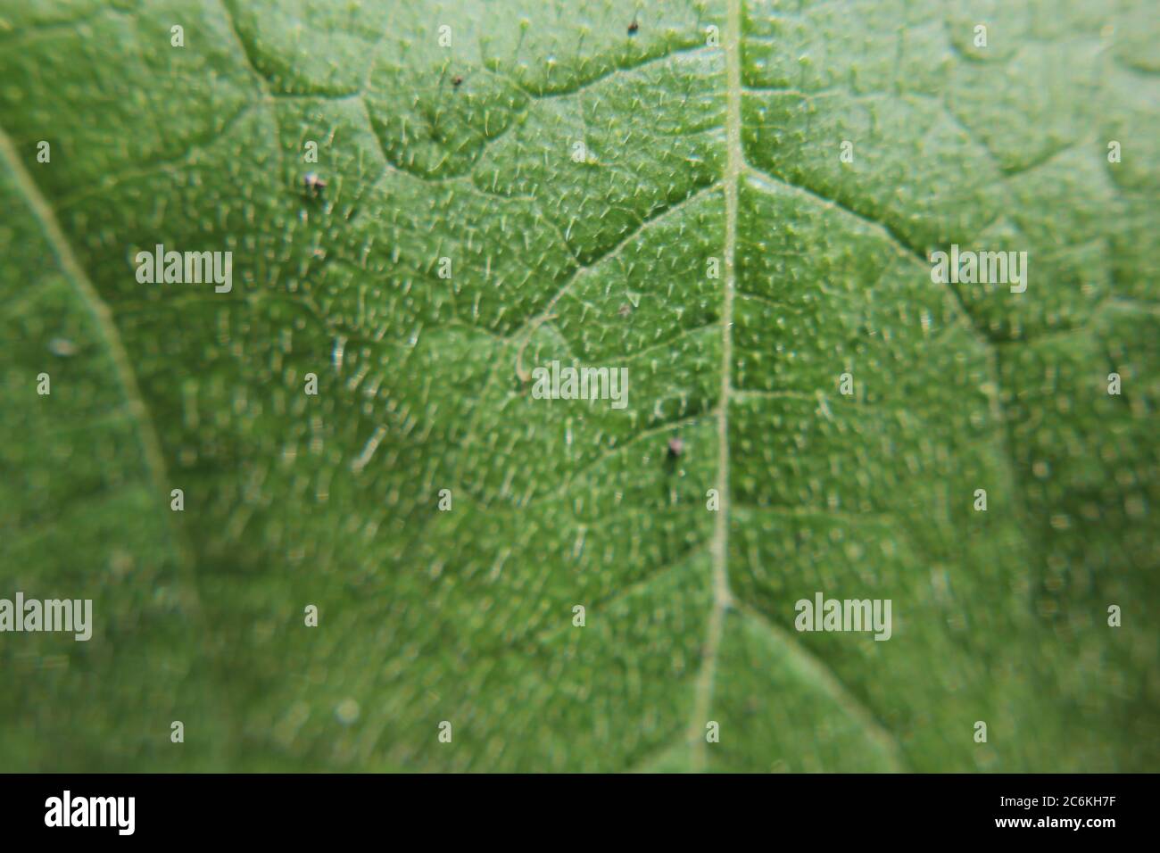Closeup of a common pumpkin plant leaf growing in the backyard vegetable garden. Stock Photo