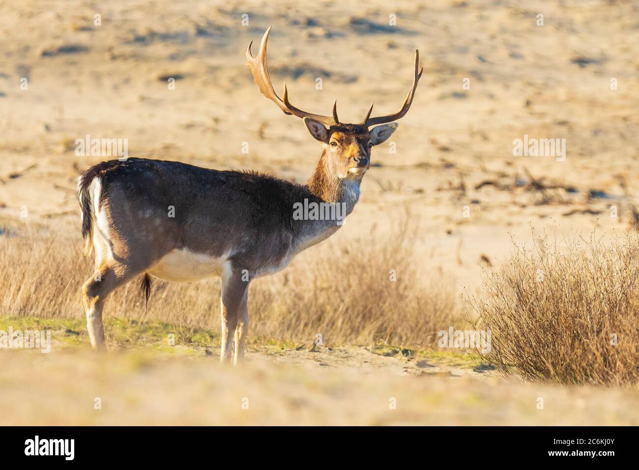 Fallow deer stag Dama Dama with big antlers foraging in a dune landscape, selective focus used. Stock Photo