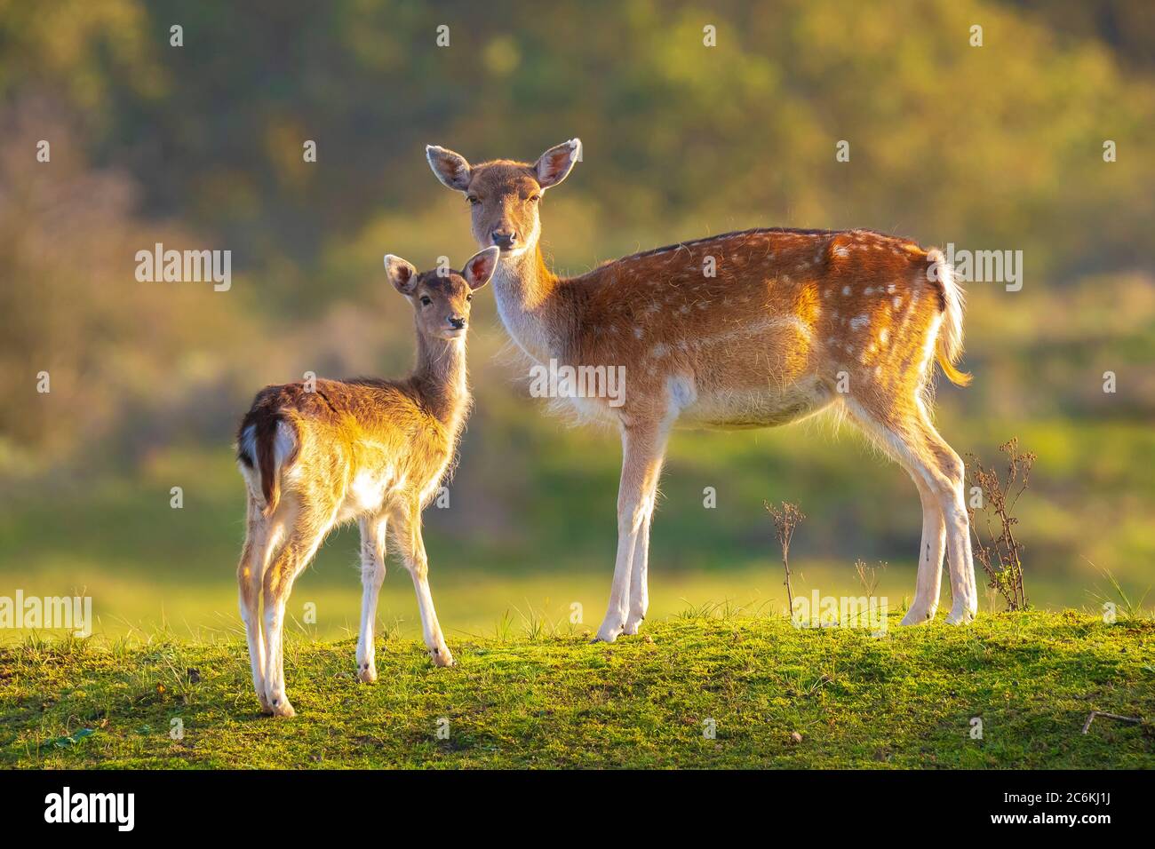 Fallow deer Dama Dama fawn in Autumn season. The Autumn fog and nature colors are clearly visible on the background. Stock Photo
