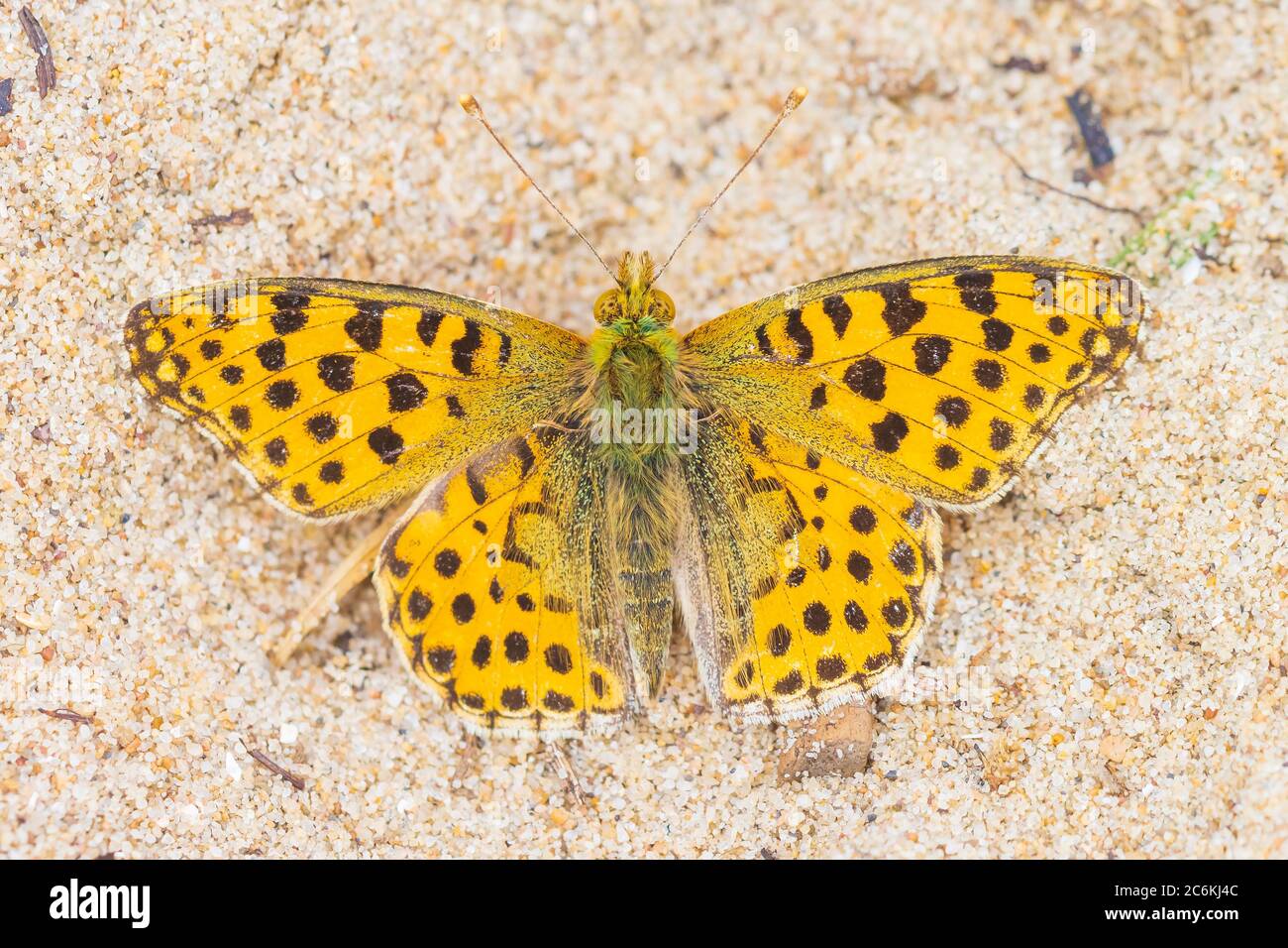 Queen of spain fritillary, issoria lathonia, butterfly resting in a meadow. Coastal dunes landscape, daytime bright sunlight. Stock Photo