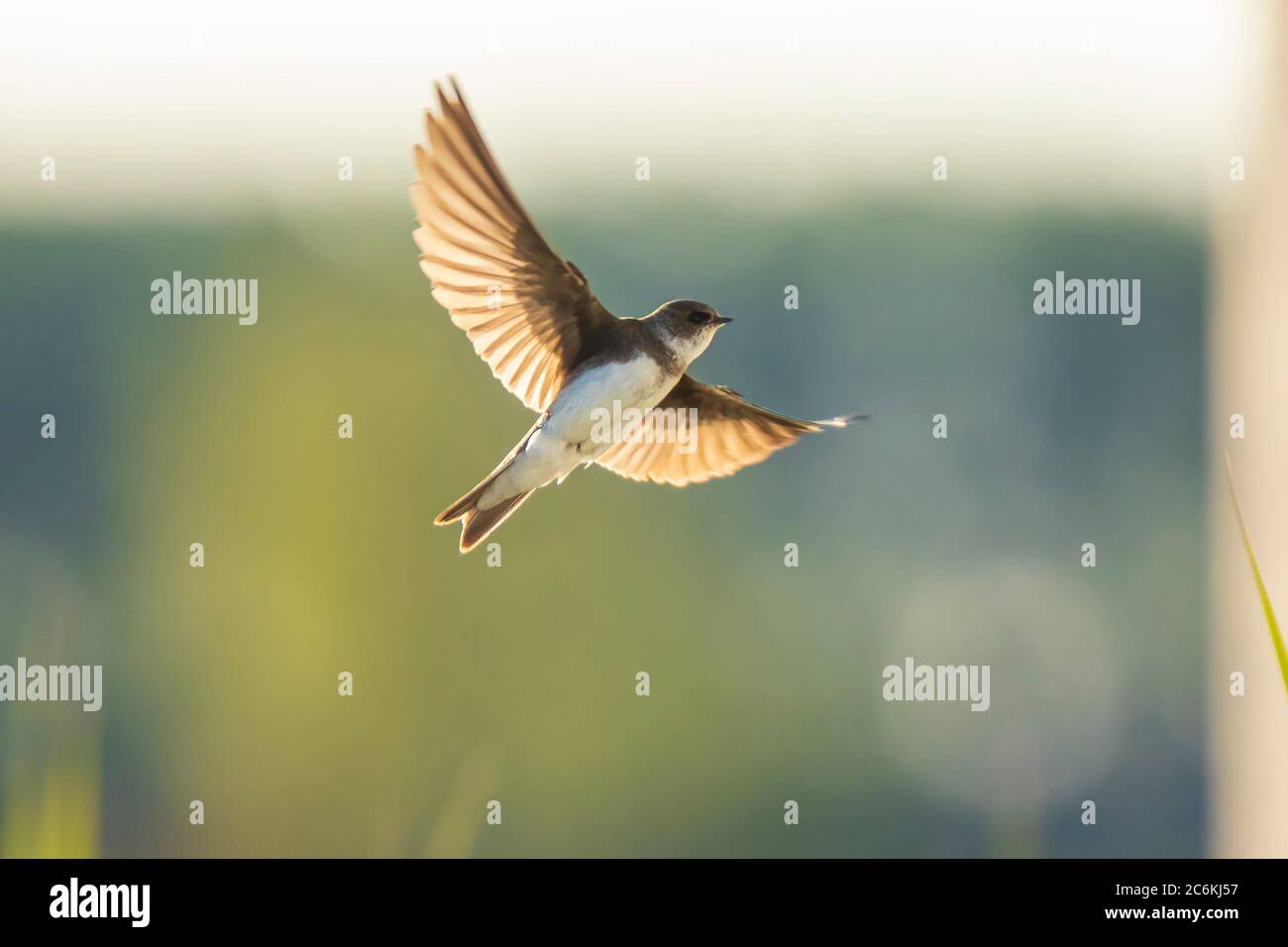 Sand martin bank swallows hi-res stock photography and images - Alamy
