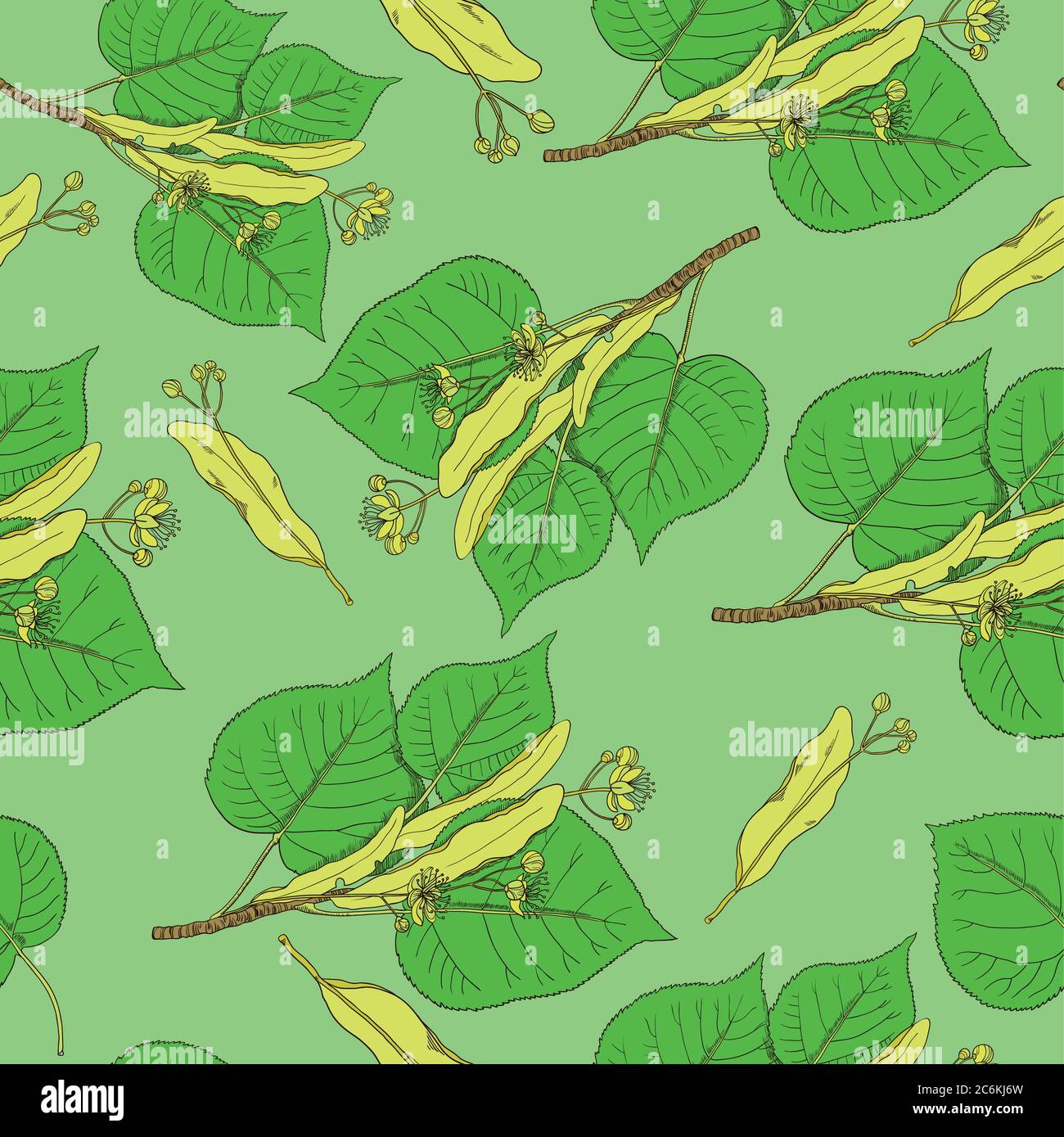 Seamless pattern with linden flowers and leaves. Vector background. Stock Vector