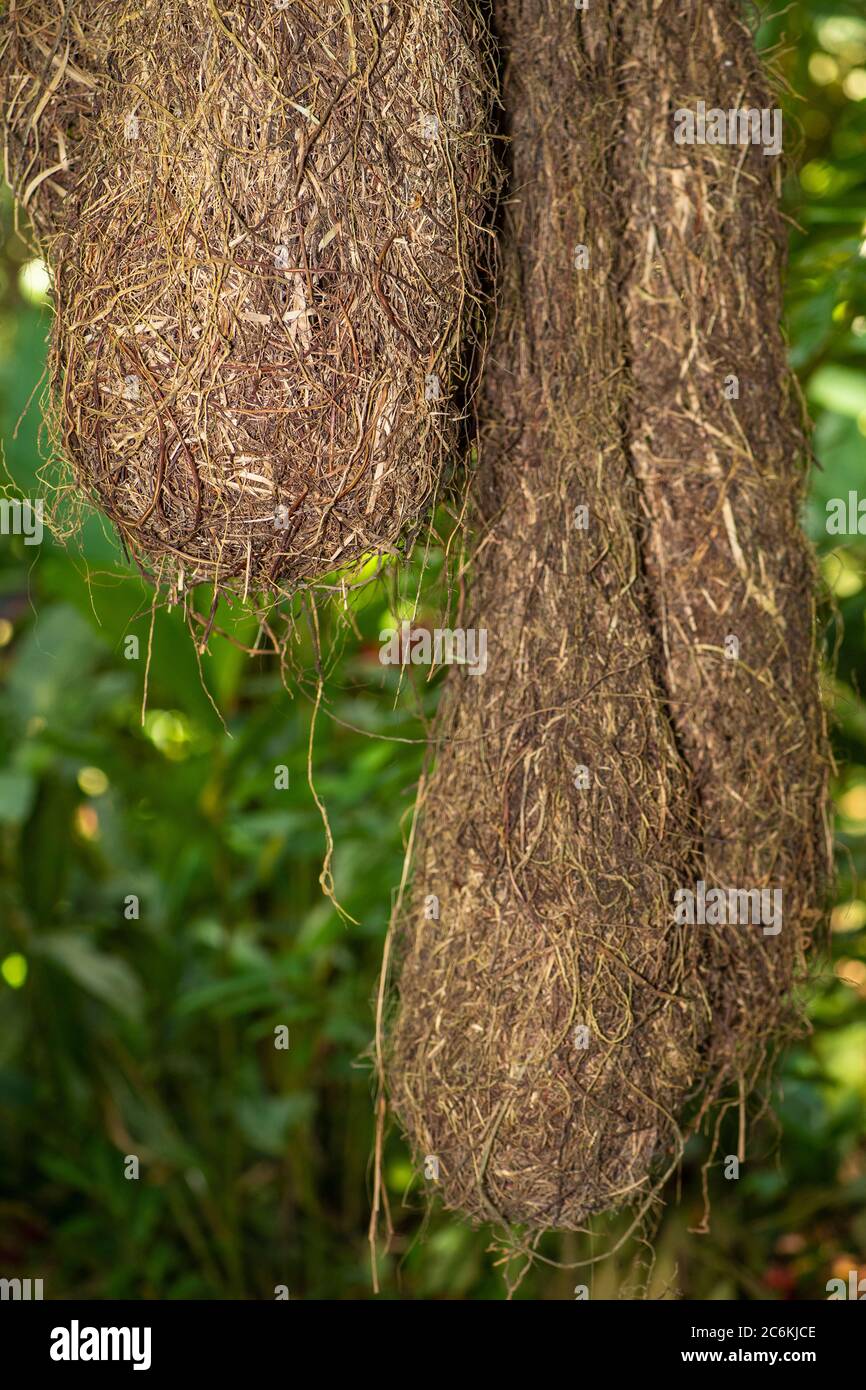 oroprndula nests, Frogs Heaven, Limon, Costa Rica Stock Photo Alamy