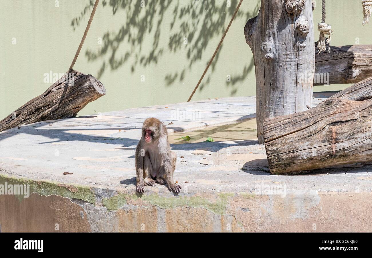 Lonely baboon waiting for food in a zoo park environment Stock Photo