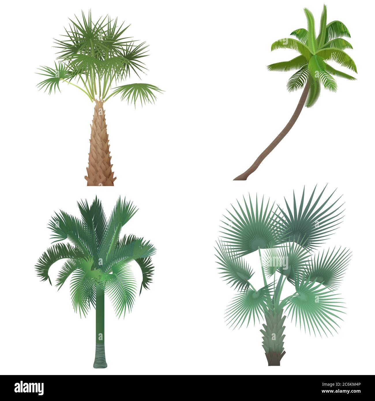 Exotic tropical realistic palm tree collection set Stock Vector Image