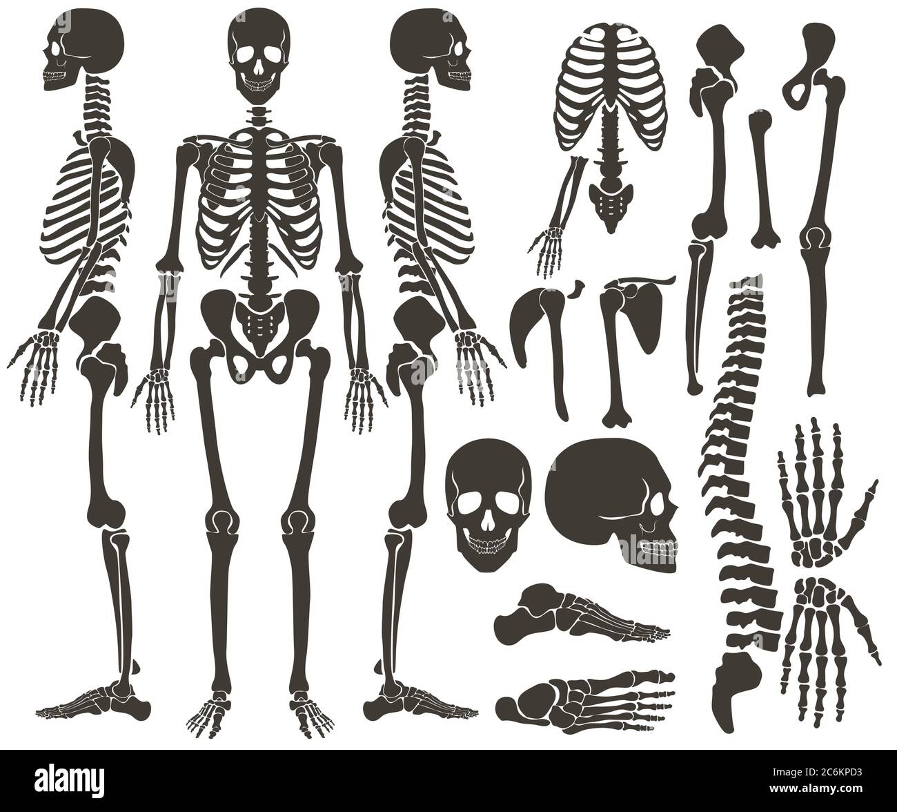 Human bones skeleton dark black silhouette collection. High detailed Vector Set of bones illustration Stock Vector