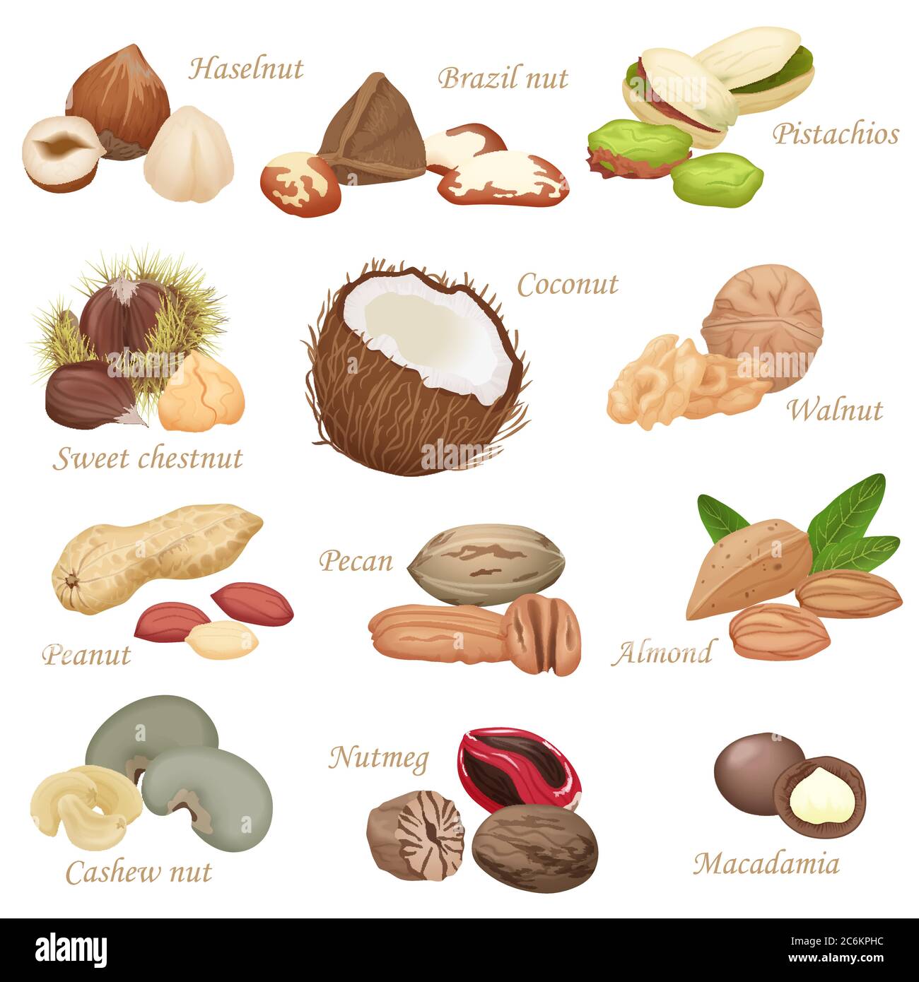 Various kinds of color flat realistic Nuts and seeds icon collection