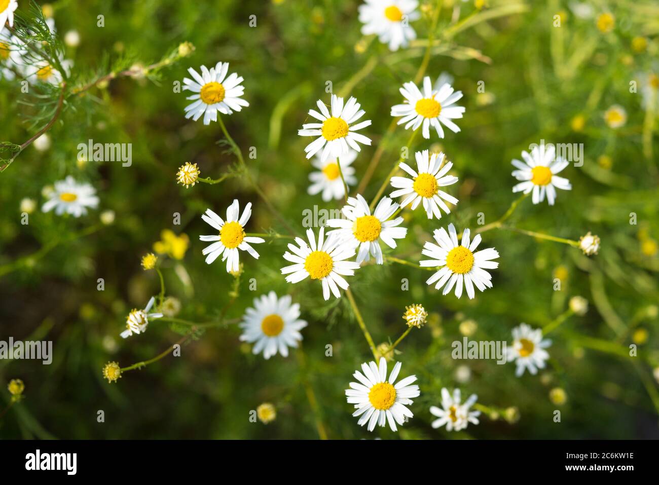 Summer wildflowers lit with sunlight, selective focus. German chamomile (Matricaria chamomilla). Stock Photo