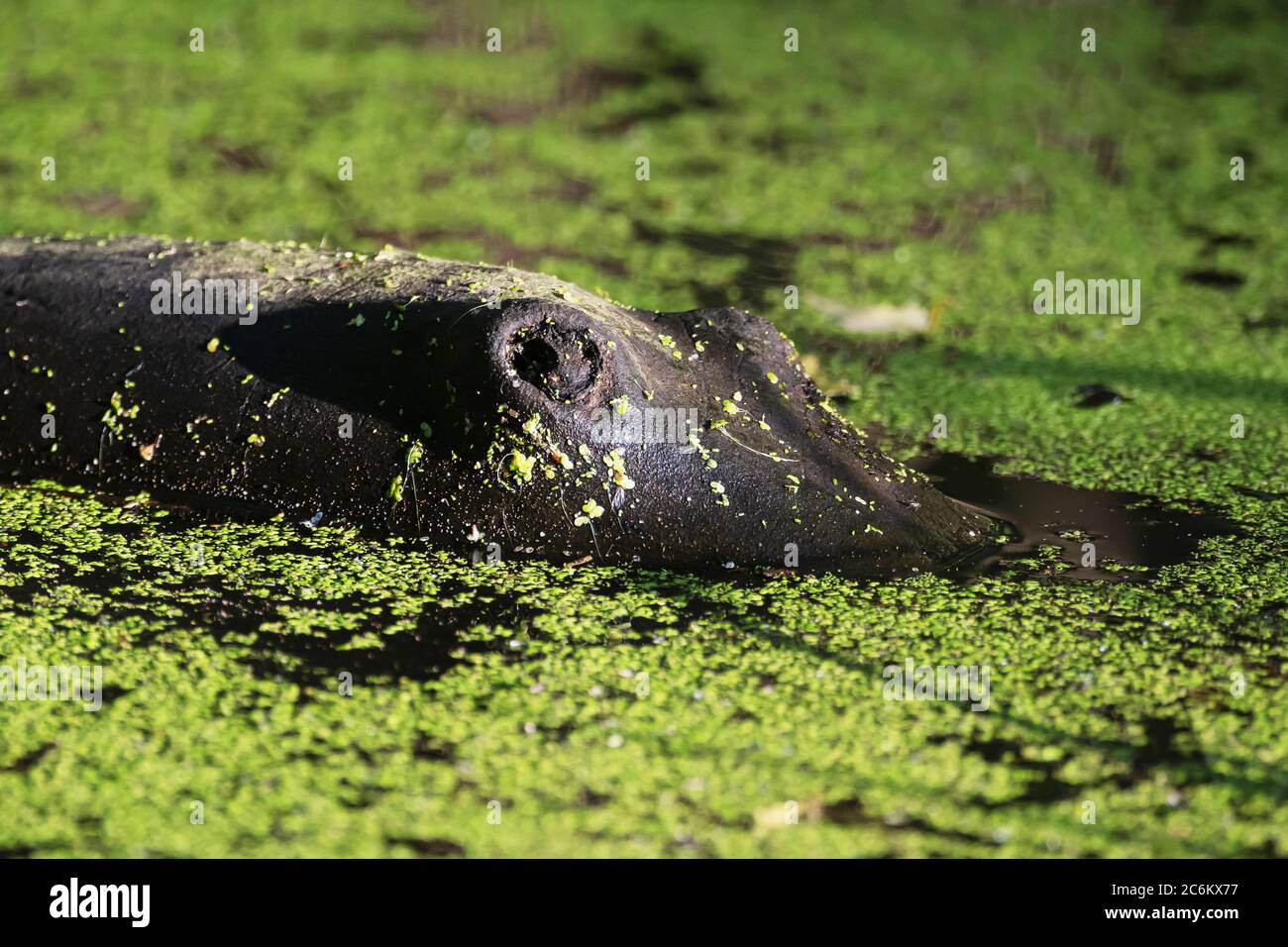 Alligator-log look alike floating on duck-weed covered pond Stock Photo