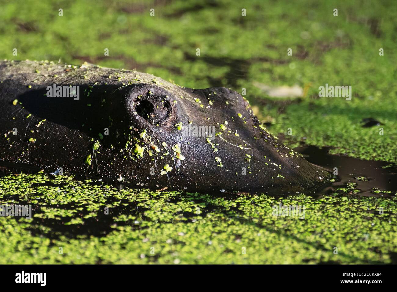 Alligator-log look alike floating on duck-weed covered pond Stock Photo