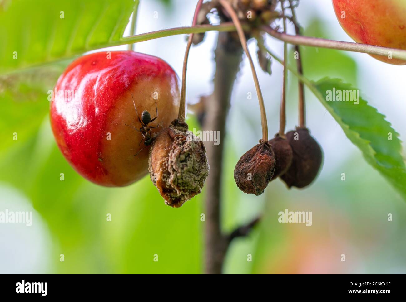 cherry fungal disease, moniliosis or monilialny burn of a cherry tree Stock Photo