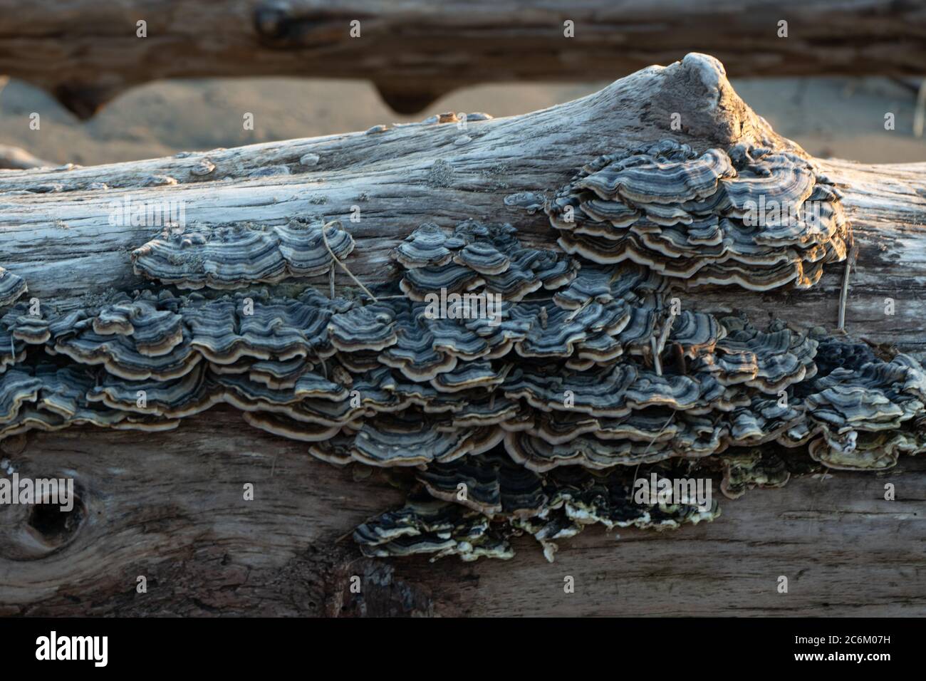 Closeup of fungus growing on a tree Stock Photo