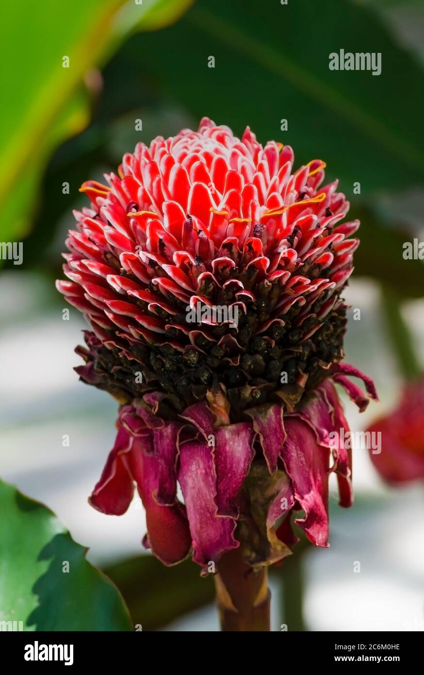 Etlingera elatior, known as torch ginger, ginger flower, red ginger