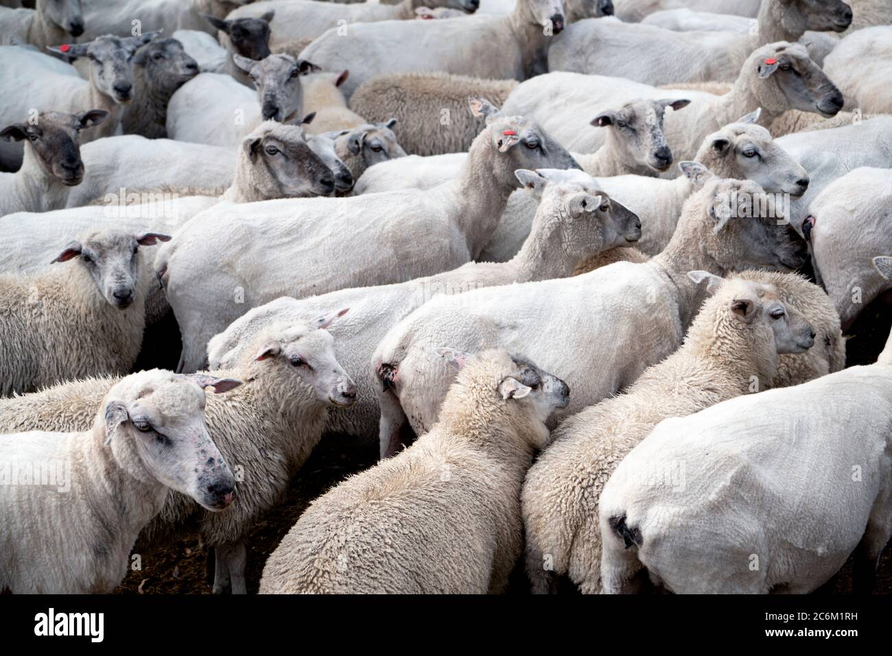 Flock of shaved sheep gathered in a corral Stock Photo Alamy