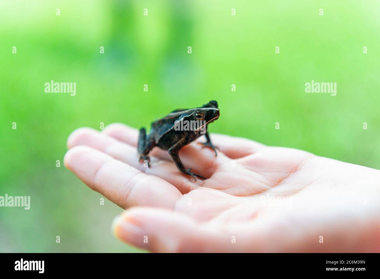 A Crested Forest Toad (Rhinella margaritifera) in a hand, Amazon Rainforest, Ecuador. Focus on Eyes. Stock Photo