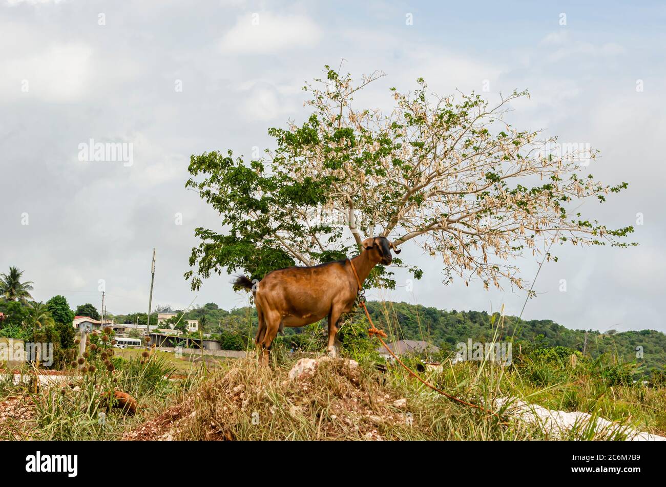 Goat On Mound Close To Lebbek Tree Stock Photo