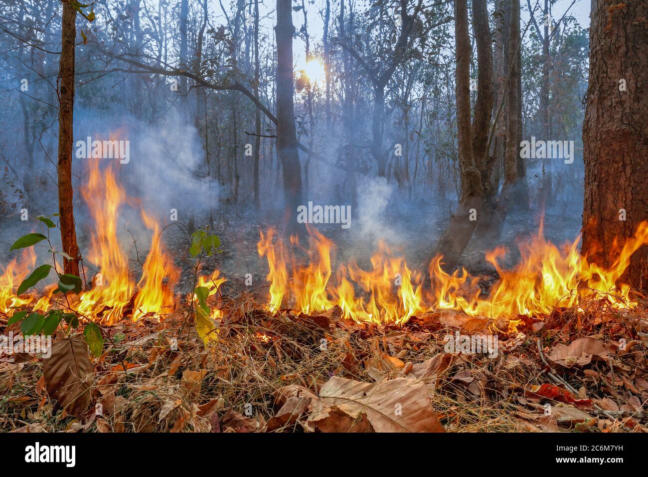 Tropical forests can absorb large amounts of carbon dioxide from the ...