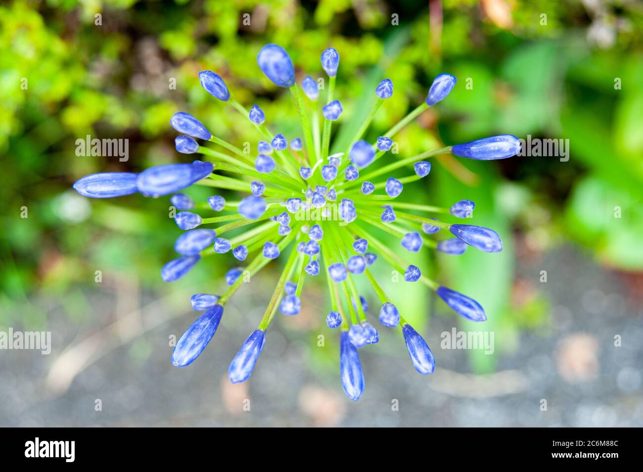 Flower bud of Agapanthus africanus (Lily of the Nile, African Lily) waiting for flowering. Early summer in Japan. Top view. Close-up. Selective focus. Stock Photo