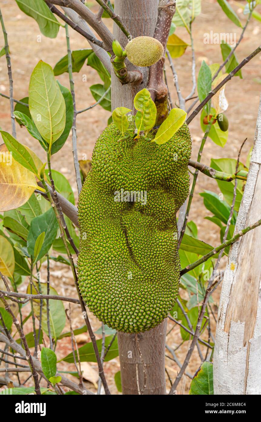 Jackfruit Growing On Tree Stock Photo Alamy