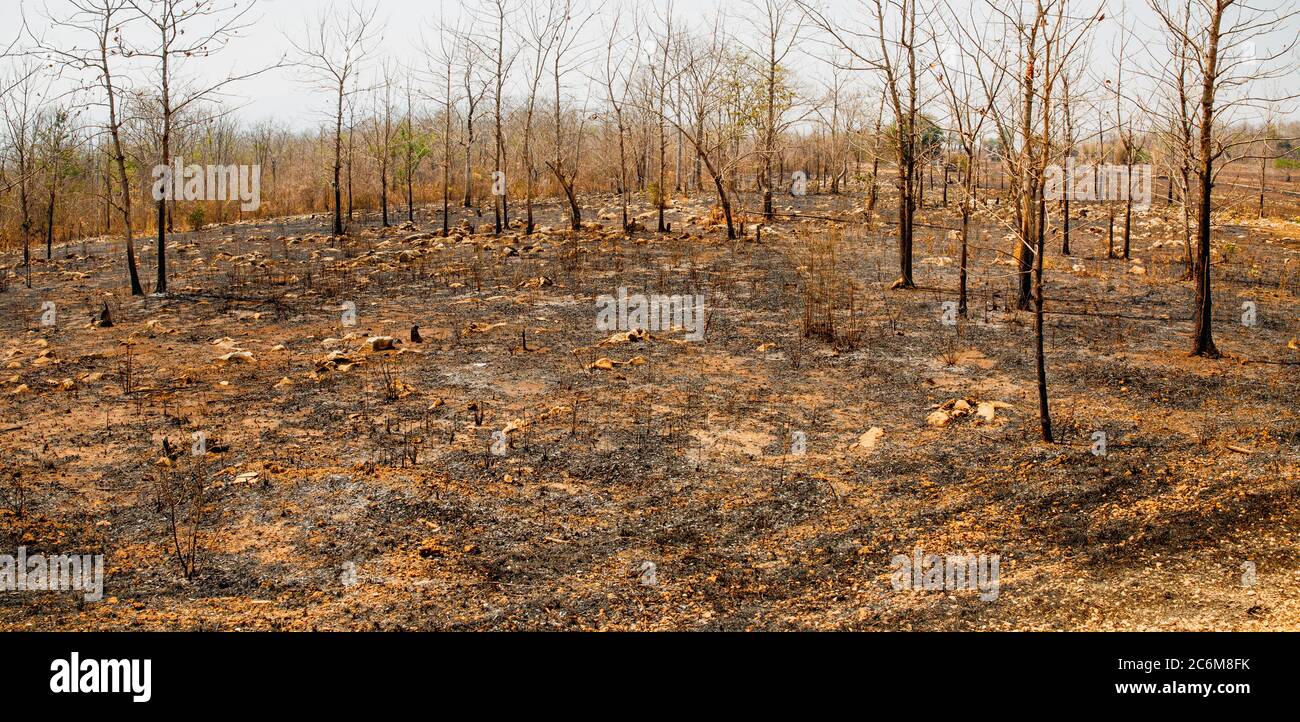 The destruction of forests for shifting cultivation in Thailand. Stock Photo