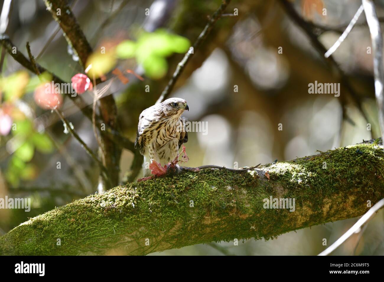 A Juvenile Cooper's Hawk aka Accipiter cooperii Stock Photo