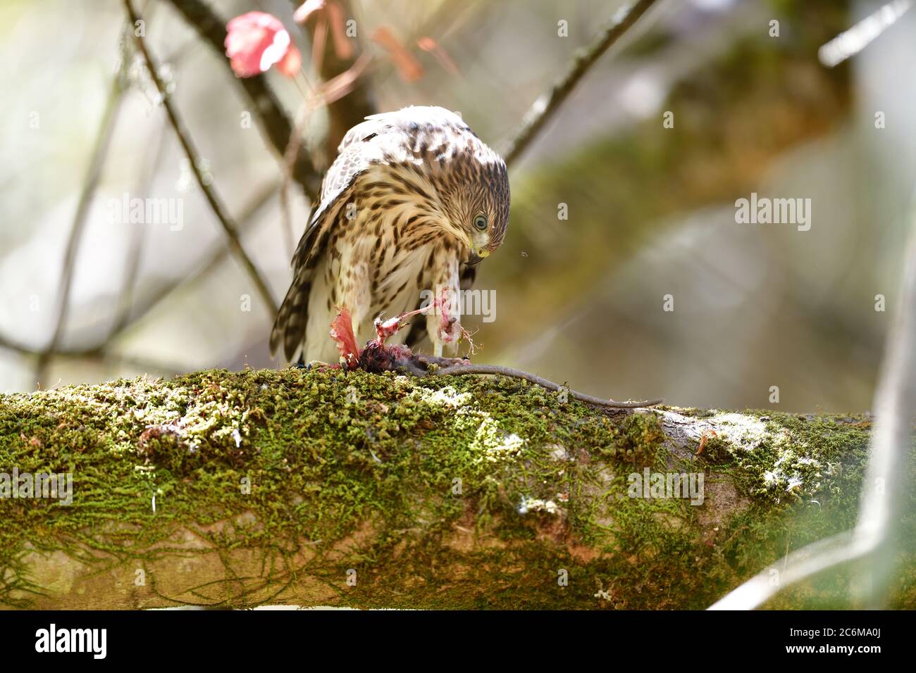 A Juvenile Cooper's Hawk aka Accipiter cooperii Stock Photo