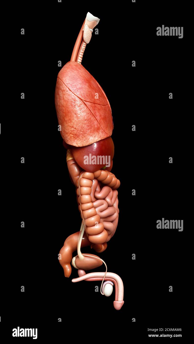 3d rendered medically accurate illustration of Internal organs Stock Photo