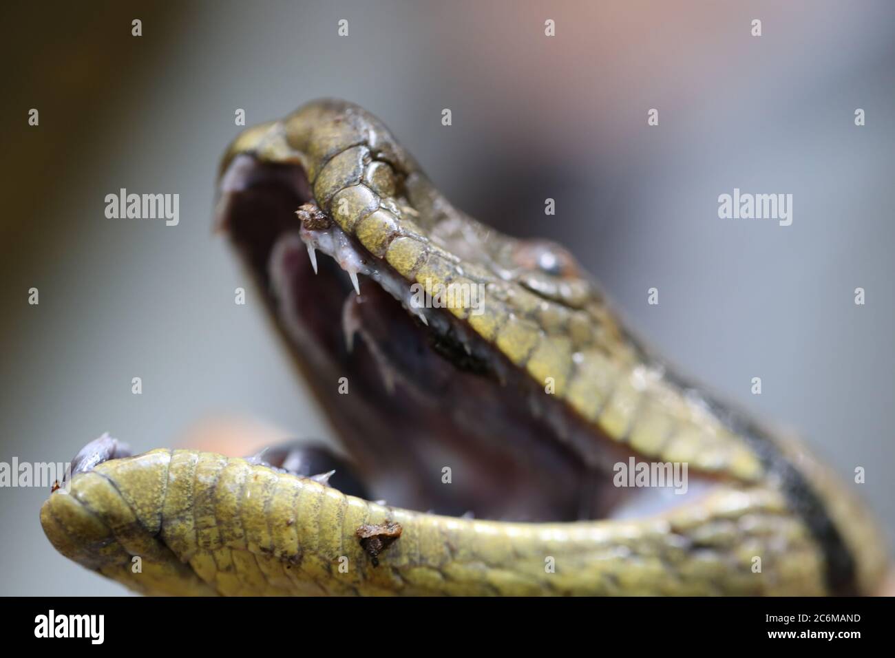 Anaconda 3d hi-res stock photography and images - Alamy