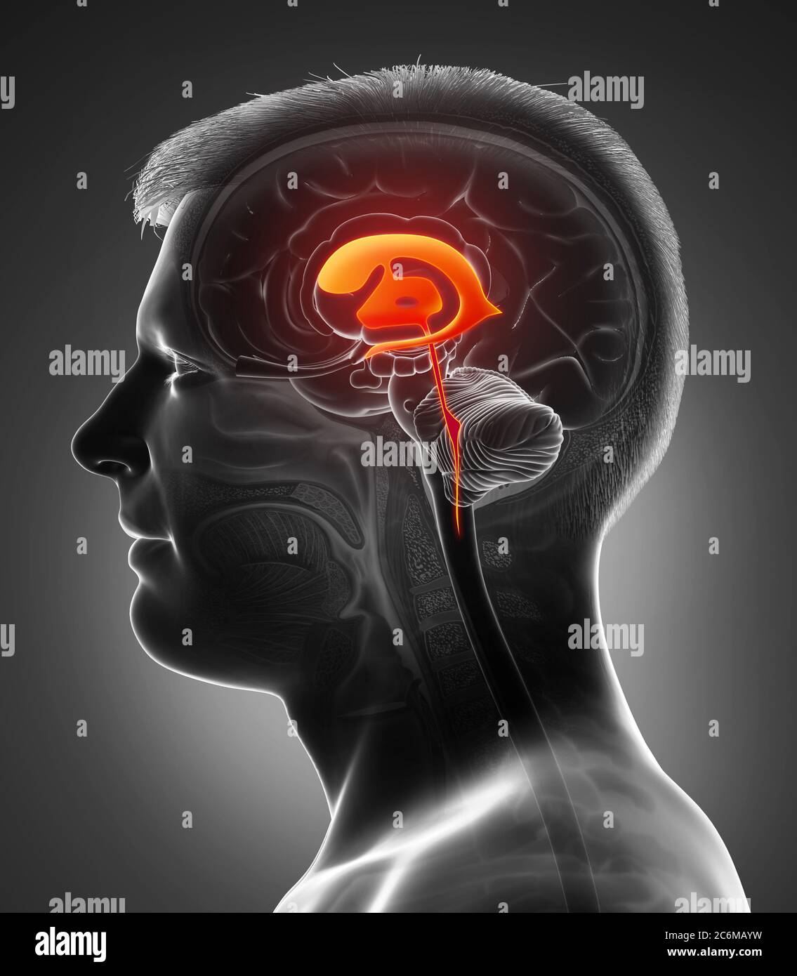 3d rendering medical illustration of male Brain Ventricles anatomy ...