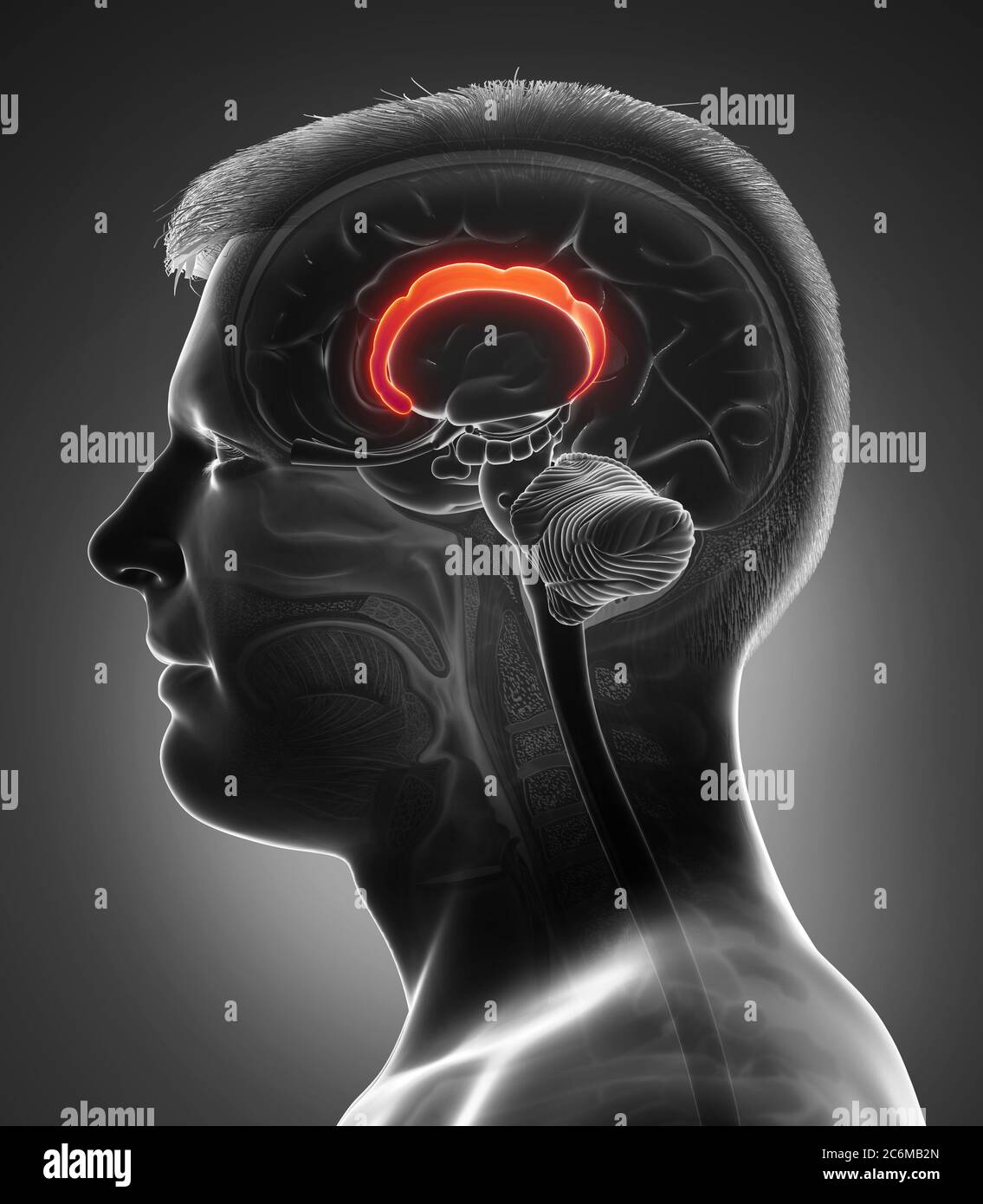 3d rendered medically accurate illustration of the brain anatomy Stock ...