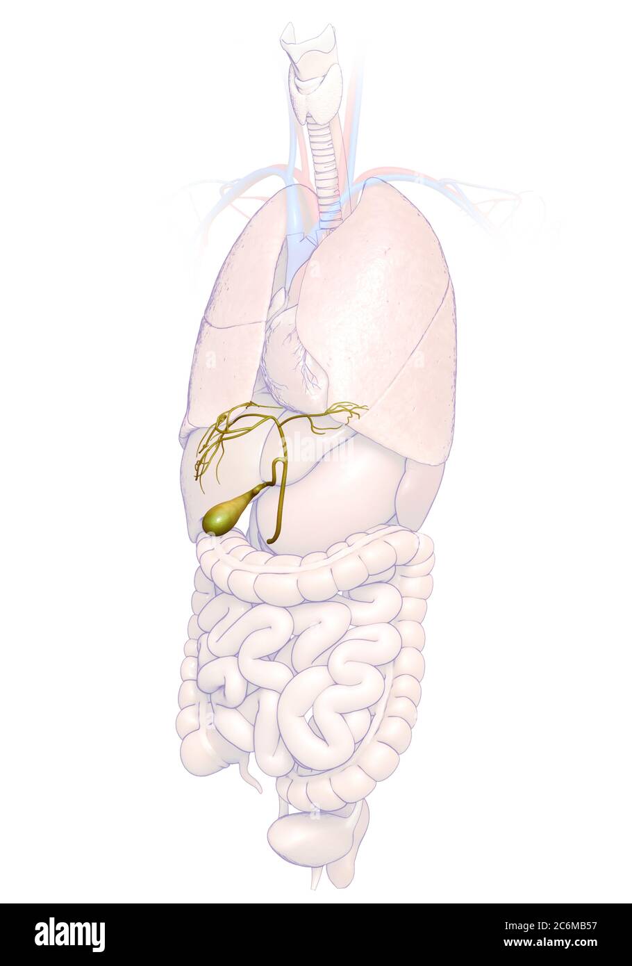 3d rendered medically accurate illustration of Organs Gallbladder ...