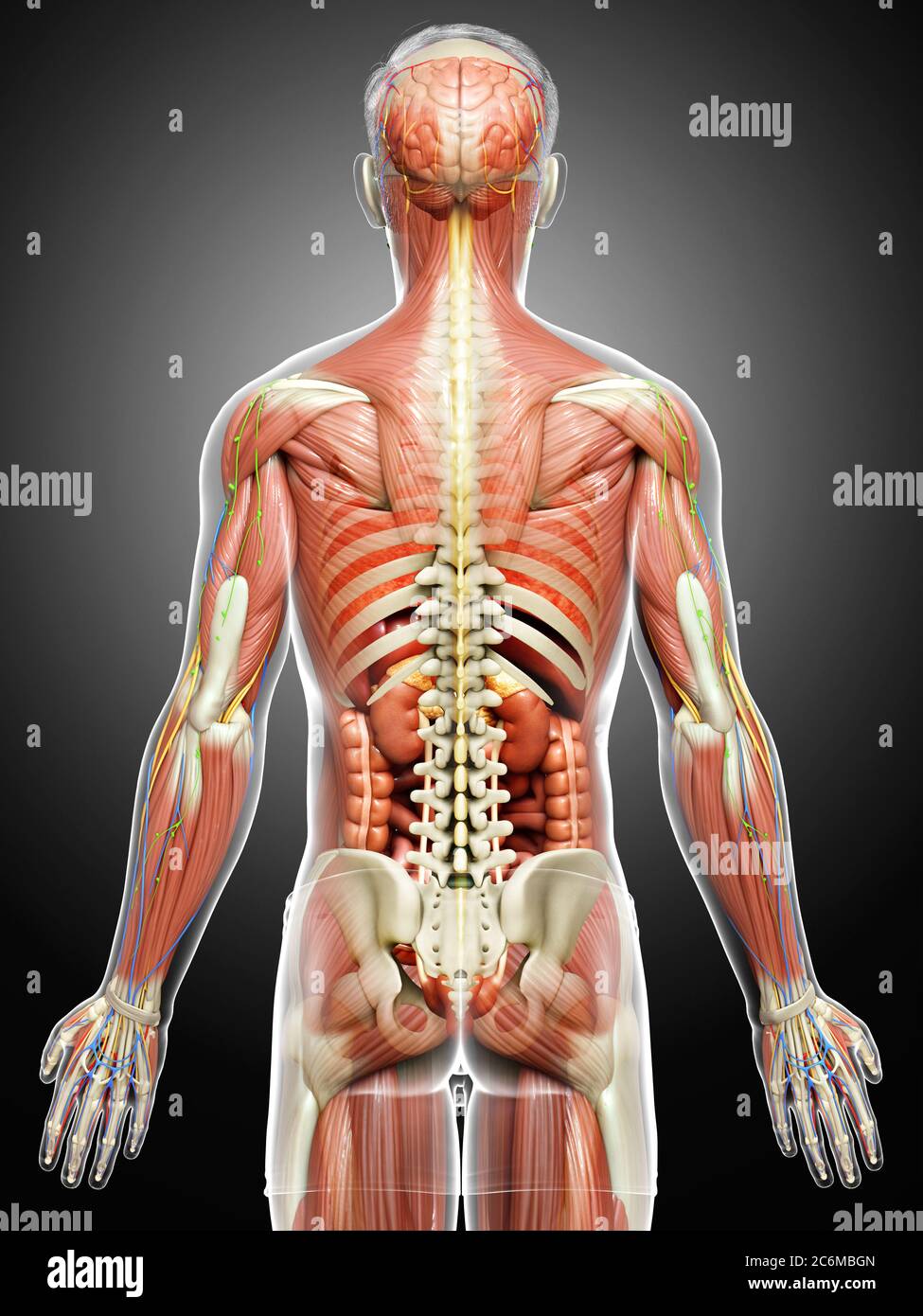 3d rendered medically accurate of the male anatomy Stock Photo - Alamy
