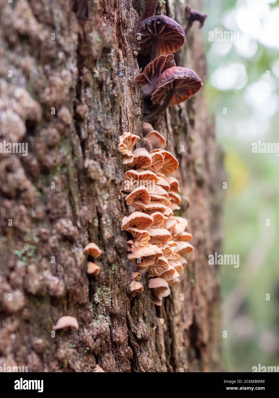 Fungi growing on a tree trunk. Stock Photo