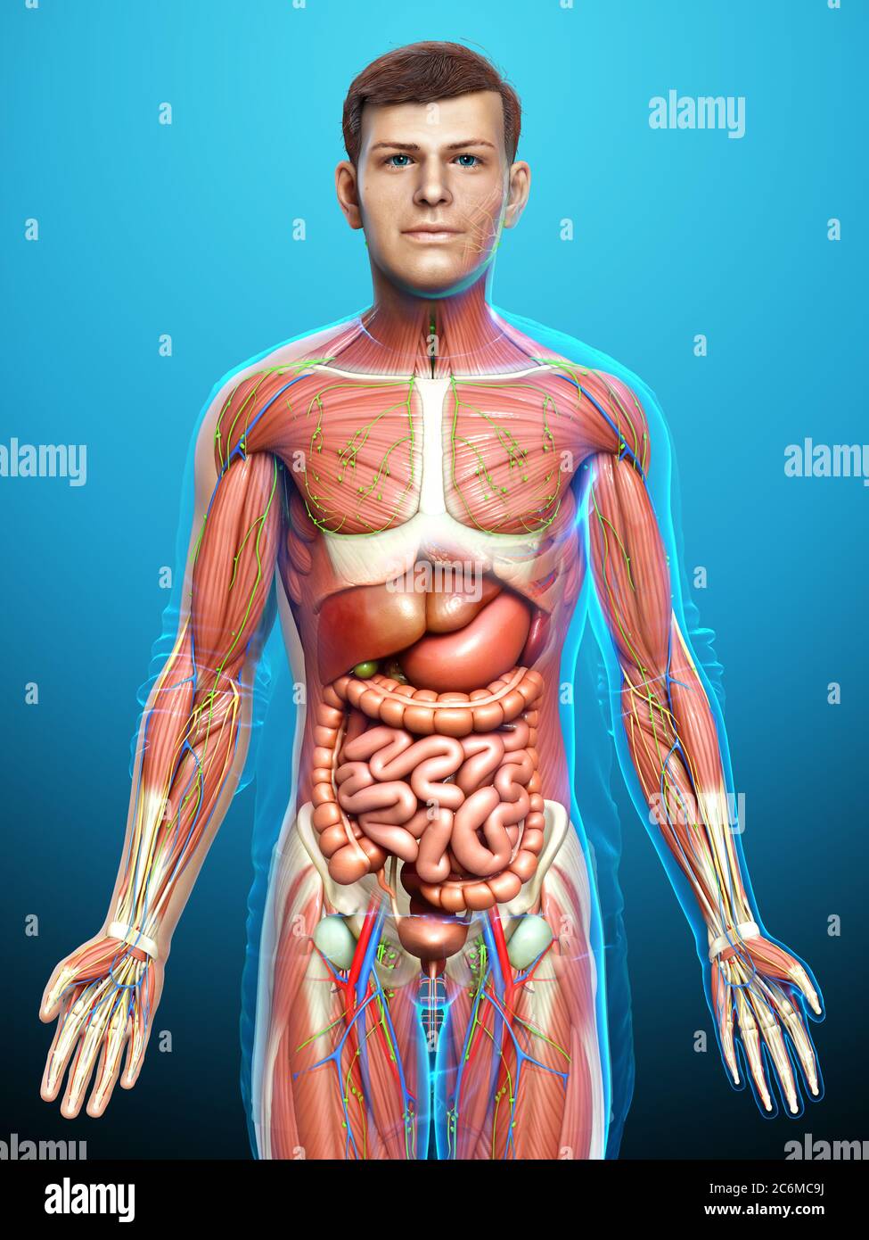 3d rendered medically accurate of the male anatomy Stock Photo - Alamy
