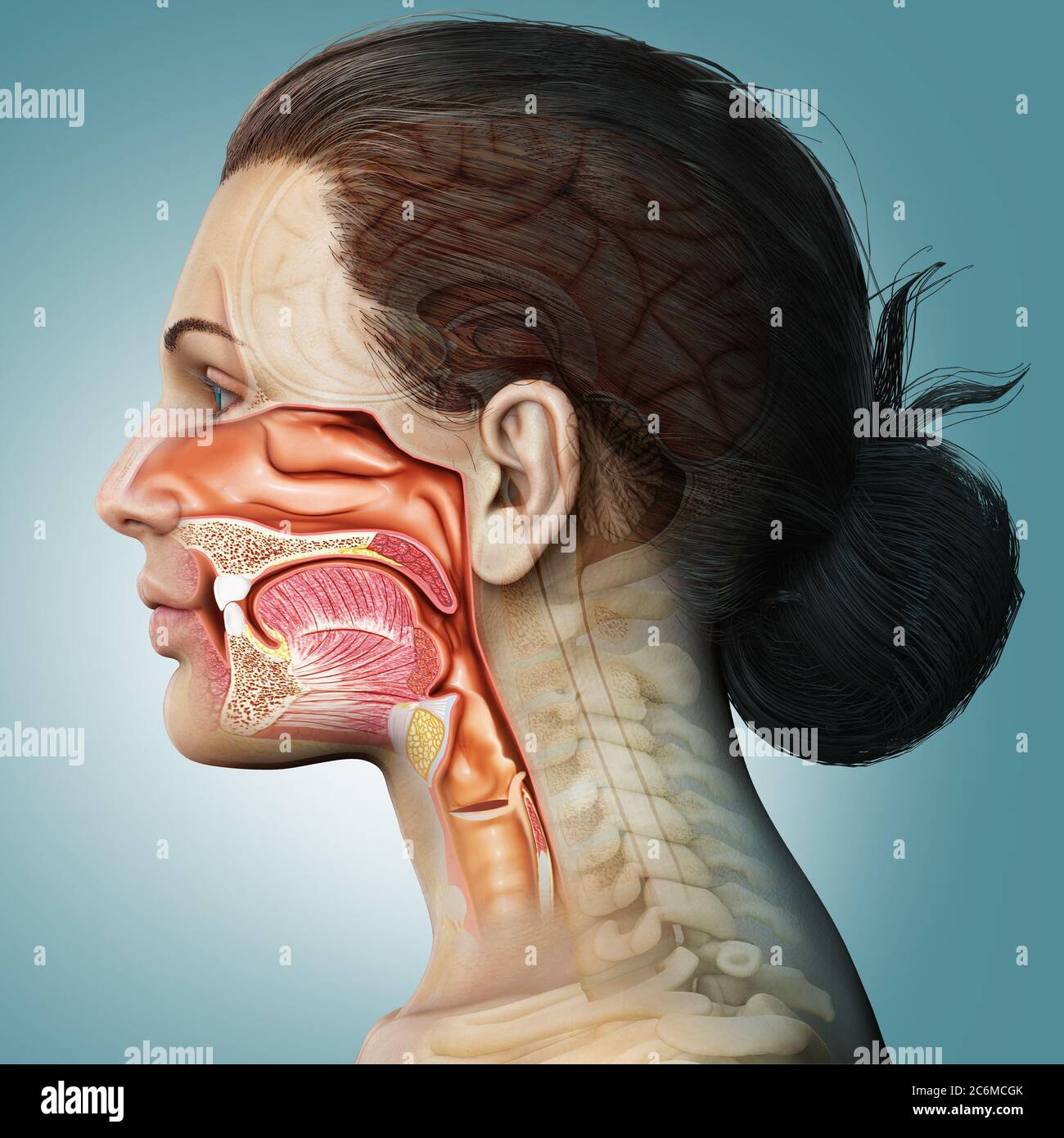 3d rendered, medically accurate illustration of female Trachea and