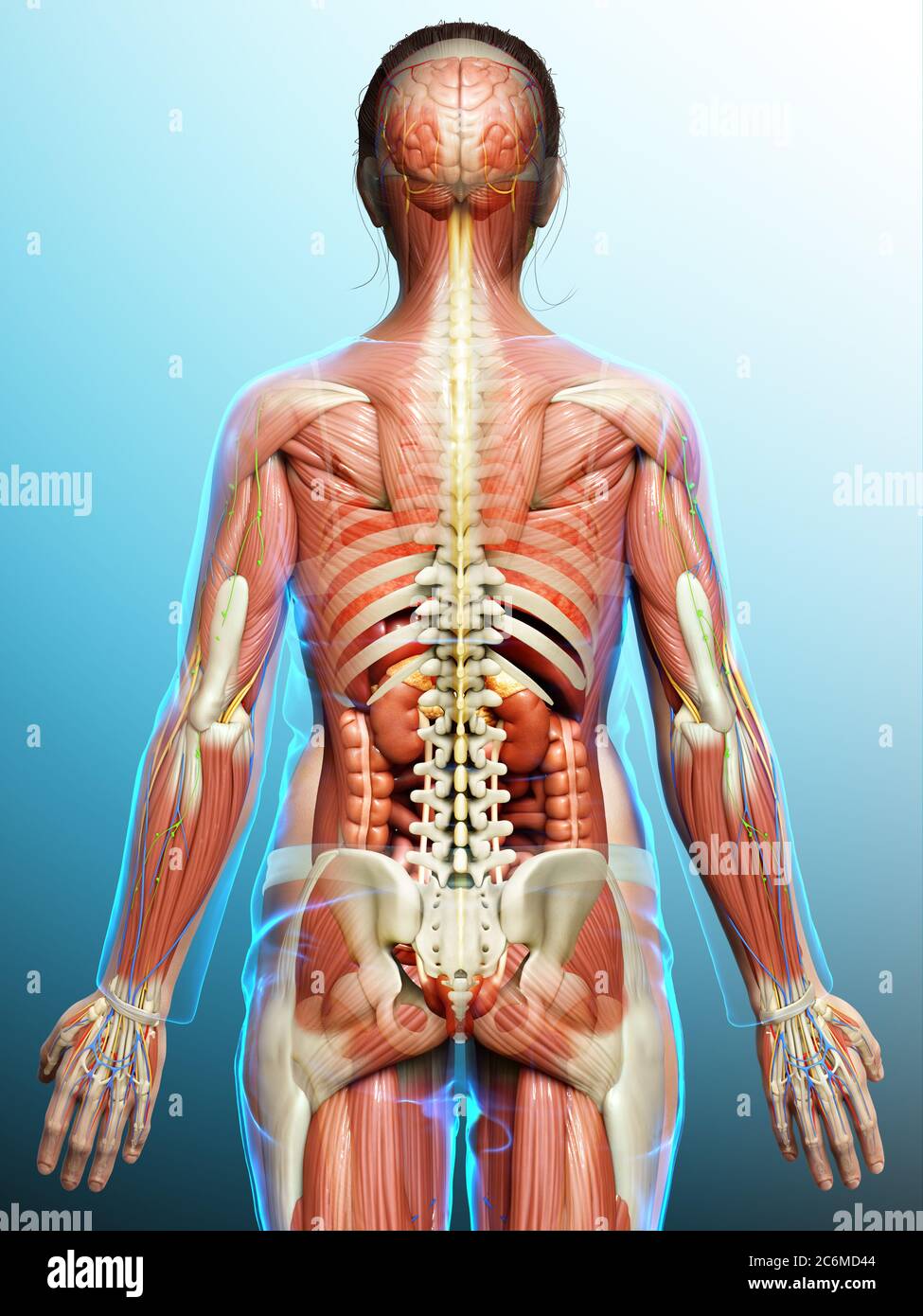 3d rendered medically accurate of the male anatomy Stock Photo - Alamy