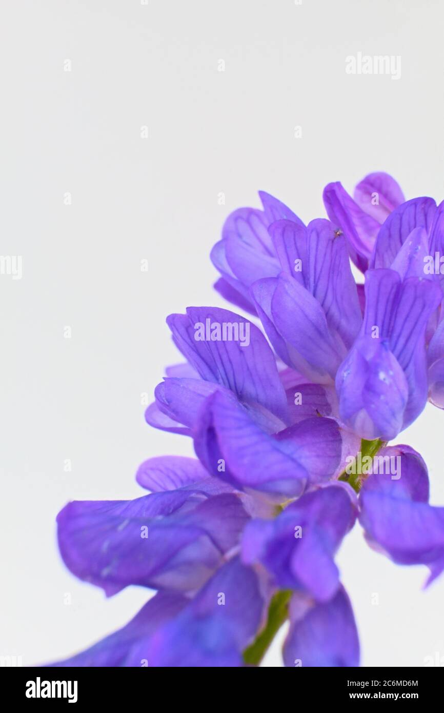 Wild European violet flower tufted vetch, cow vetch or bird vetch