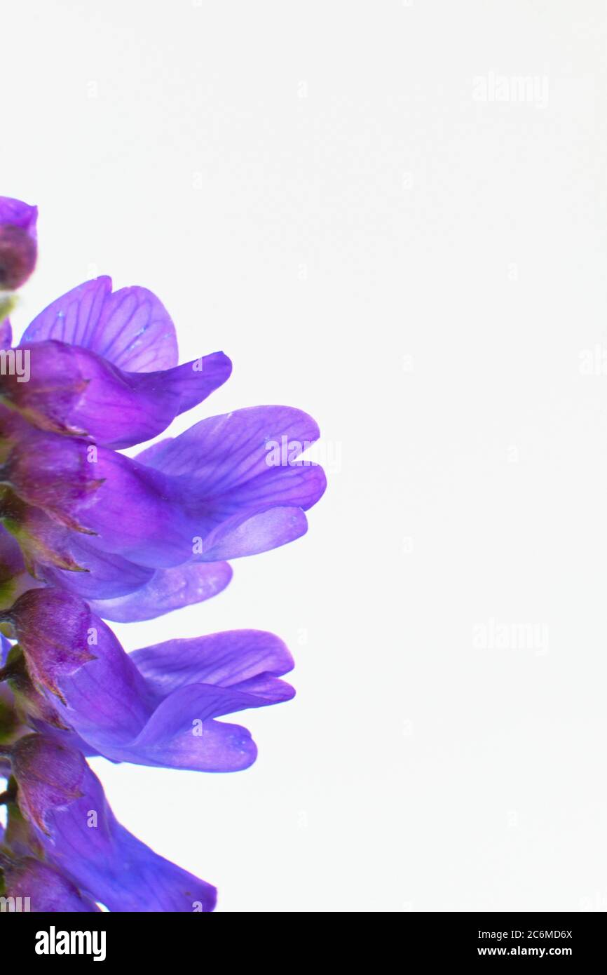 Wild European violet flower tufted vetch, cow vetch or bird vetch